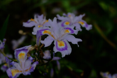 鸢尾蝴蝶花