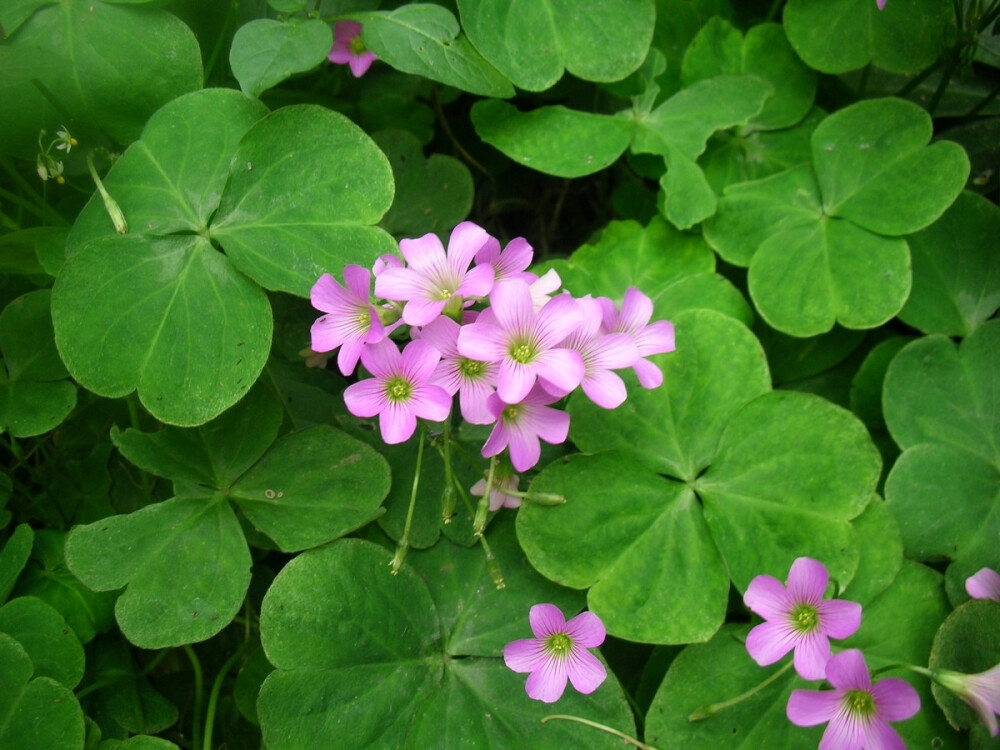 喜欢这夏日的紫色 紫花酢浆草 ~紫之然~