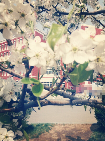 梨花带雨 爱泪仍存