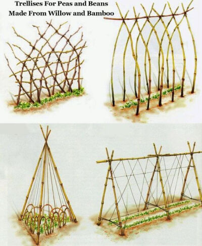 阳台种菜 菜园 有机 家居