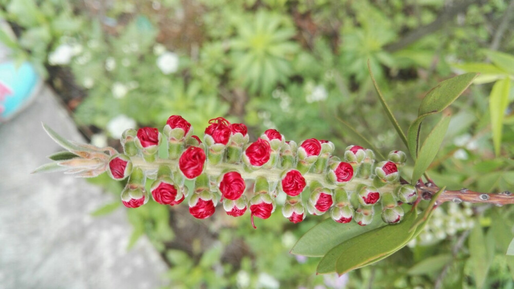 植物，花朵，开春，春天，唯美，花季