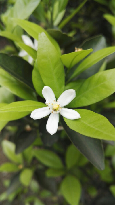 植物，花朵，开春，春天，唯美，花季