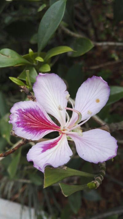 植物，花朵，开春，春天，唯美，花季