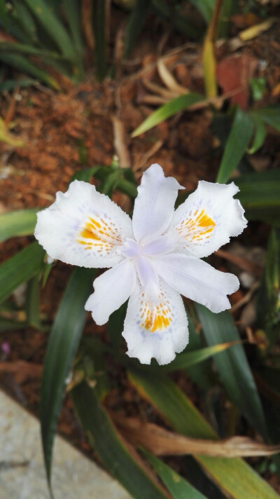 植物，花朵，开春，春天，唯美，花季