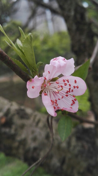 植物，花朵，开春，春天，唯美，花季