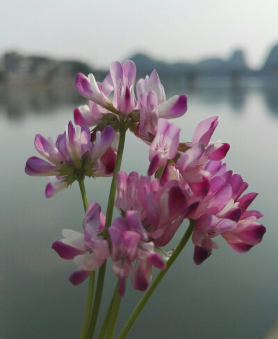 植物，花朵，开春，春天，唯美，花季