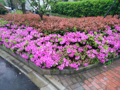 小区内雨中盛开的杜鹃花