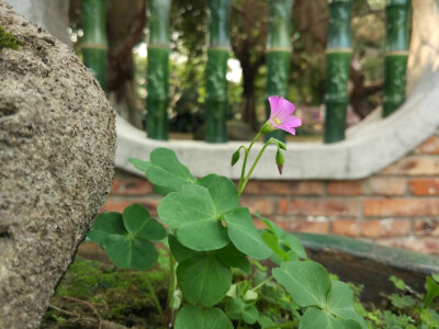 绿得特别舒心 2016.4.16