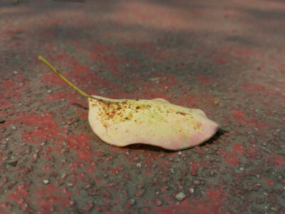 斑驳阴影下的落叶 2016.4.16