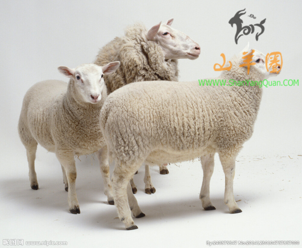 山羊图片34张-山羊图片大全高清大图下载