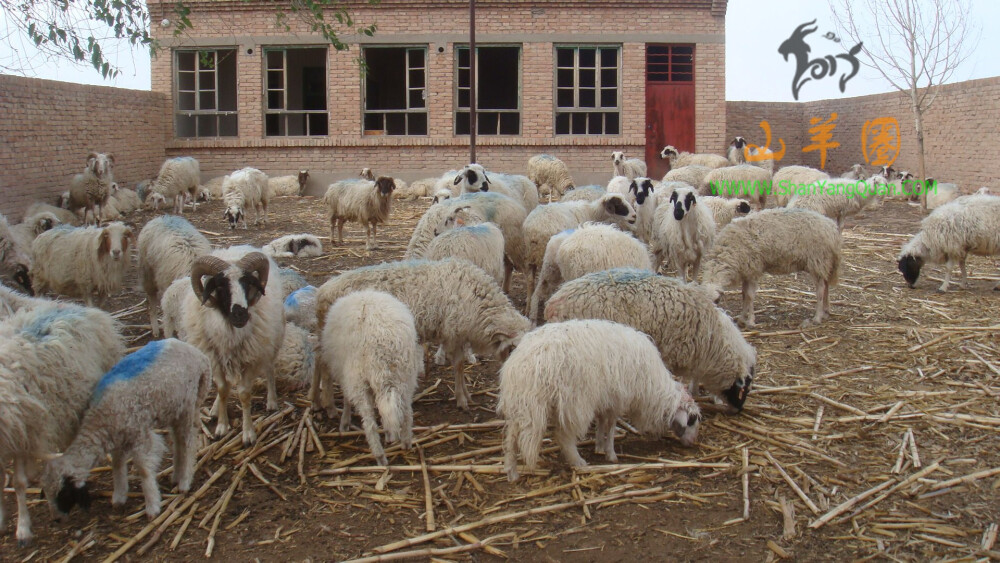 山羊图片34张-山羊图片大全高清大图下载