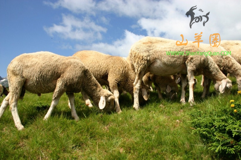 山羊图片34张-山羊图片大全高清大图下载