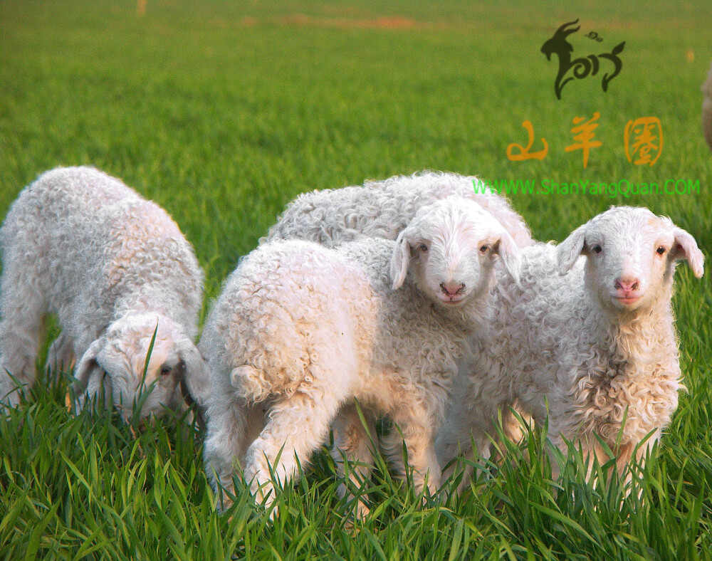 山羊图片34张-山羊图片大全高清大图下载