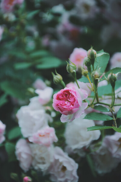 蔷薇