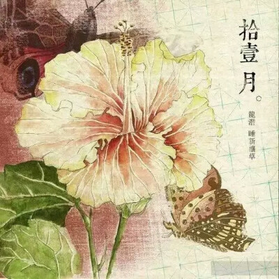 【花醉薇·拾壹·花卉筆記】十一月