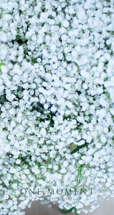 Baby's breath like snowflakes