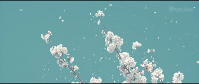 樱花，等我。