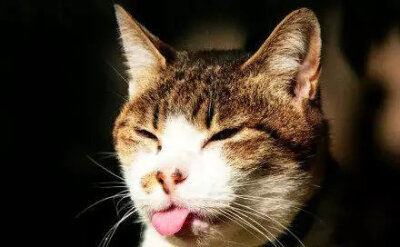 【萌宠当道】猫猫有时为啥会忘记收回舌头2333萌cry.【乜】