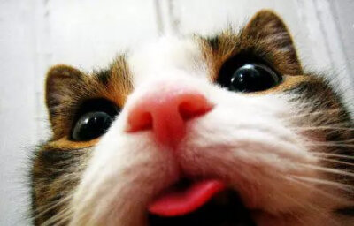 【萌宠当道】猫猫有时为啥会忘记收回舌头2333萌cry.【乜】 