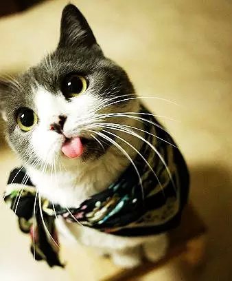 【萌宠当道】猫猫有时为啥会忘记收回舌头2333萌cry.【乜】 