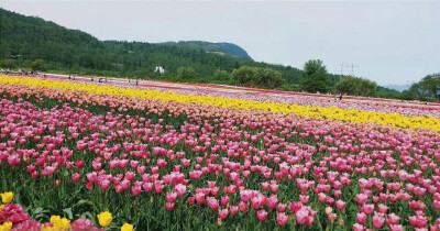 在Vancouver传来的照片里发现了超美的郁金香花田(´▽｀)ノ♪