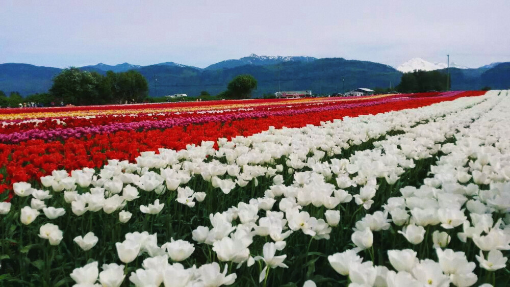 在Vancouver传来的照片里发现了超美的郁金香花田(´▽｀)ノ♪