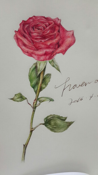 安妮临摹手绘 // 花卉系列--玫瑰