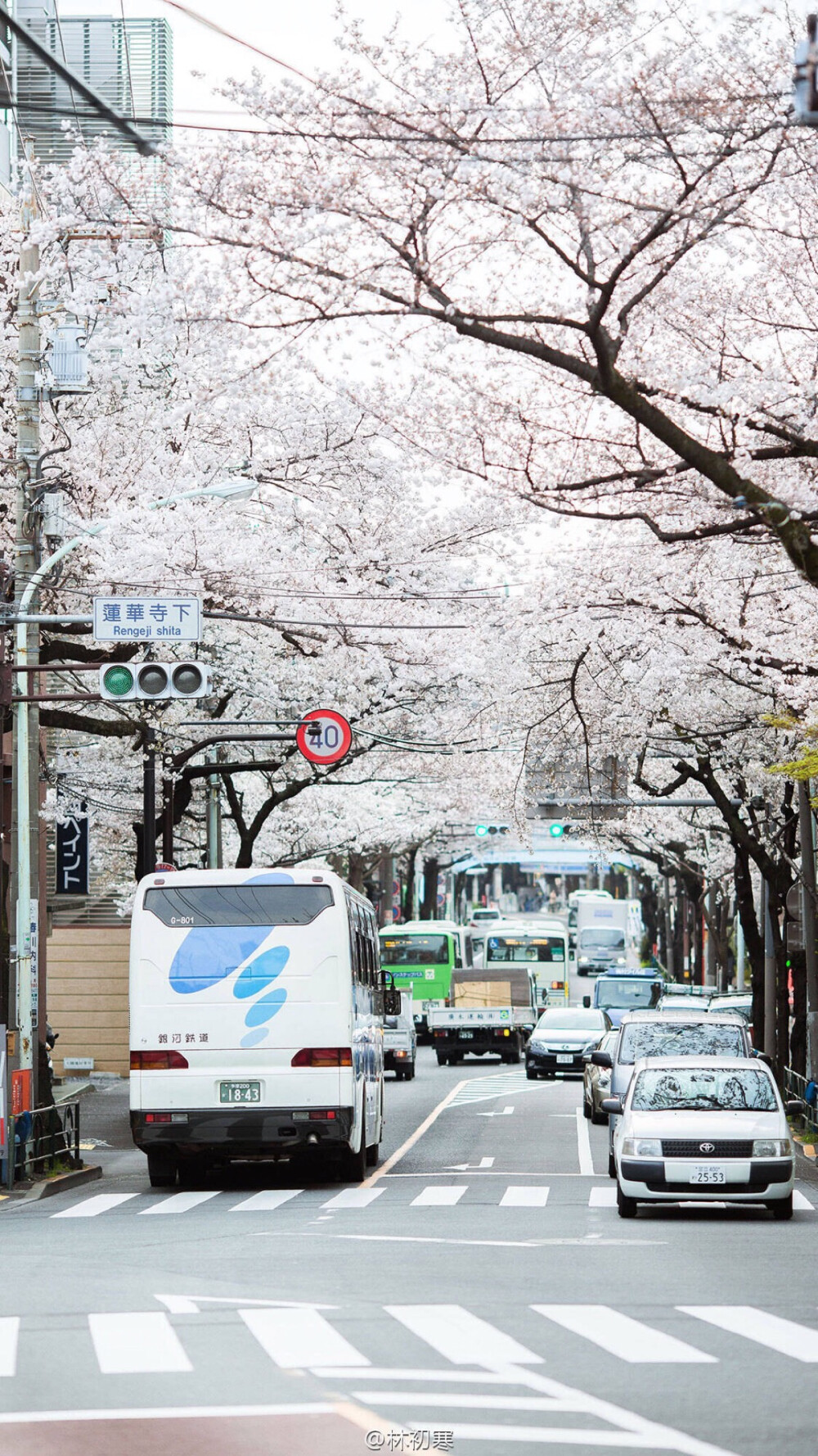 风景意象图 城市街景樱花 手机壁纸摄影师林初寒