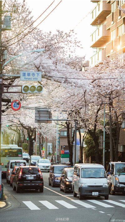 风景意象图 城市街景樱花 手机壁纸摄影师林初寒