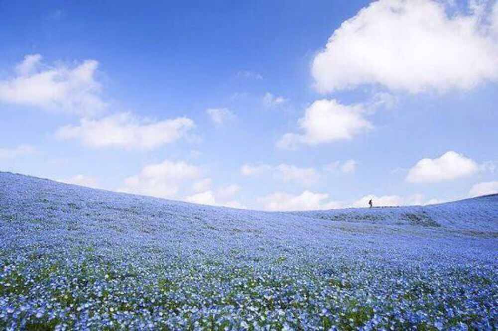 日本 茨城县日立海滨公园 喜林草