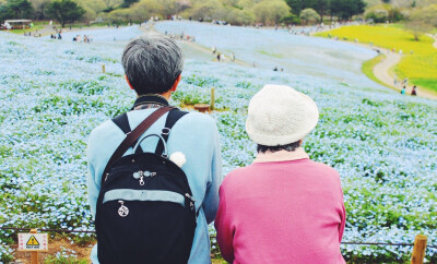 日本 茨城县日立海滨公园 喜林草