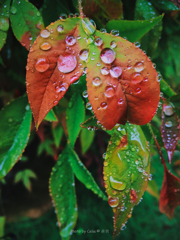 手机摄影：春雨