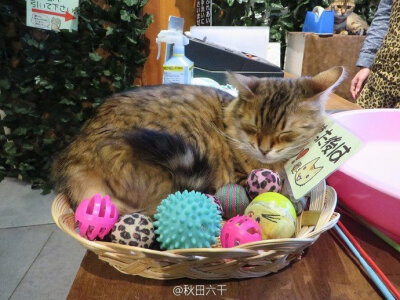 日本冈山开设了首家豹猫主题咖啡店「KURASHIKIヒョウ猫の森」，爱上朕的小豹纹了吗