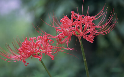 不同国家彼岸花的花语：
中国花语：“优美纯洁”代表美丽、动人。
日本花语：“悲伤回忆”。
朝鲜花语：“相互思念”。