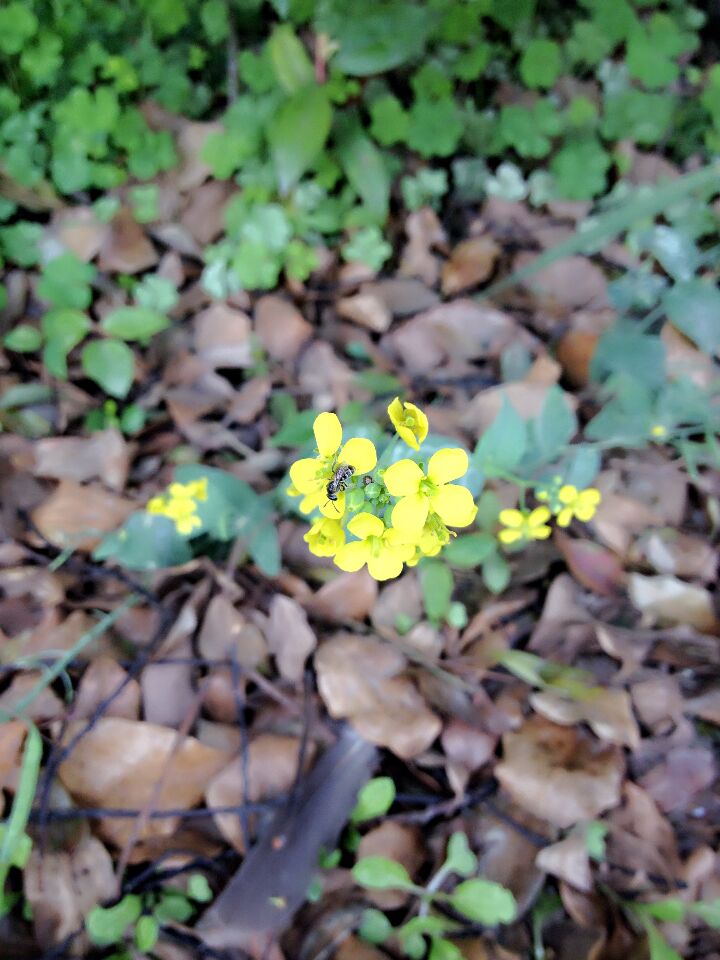 油菜花，别名芸薹(YUN TAI)，拉丁文名Brassica campestris，原产地在欧洲与中亚一带，植物学上属于一年生草本植物，十字花科。在我国集中在江西婺源篁（huáng）岭和江岭万亩梯田油菜花、云南罗平平原油菜花、青海门源高原油菜花等