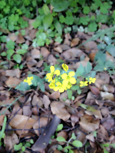 油菜花，别名芸薹(YUN TAI)，拉丁文名Brassica campestris，原产地在欧洲与中亚一带，植物学上属于一年生草本植物，十字花科。在我国集中在江西婺源篁（huáng）岭和江岭万亩梯田油菜花、云南罗平平原油菜花、青海门…