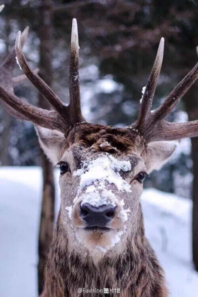 积雪的森林 麋鹿的圣诞节 美丽的公主已经安睡 传说的夜空中 无数的珠翠无人采摘