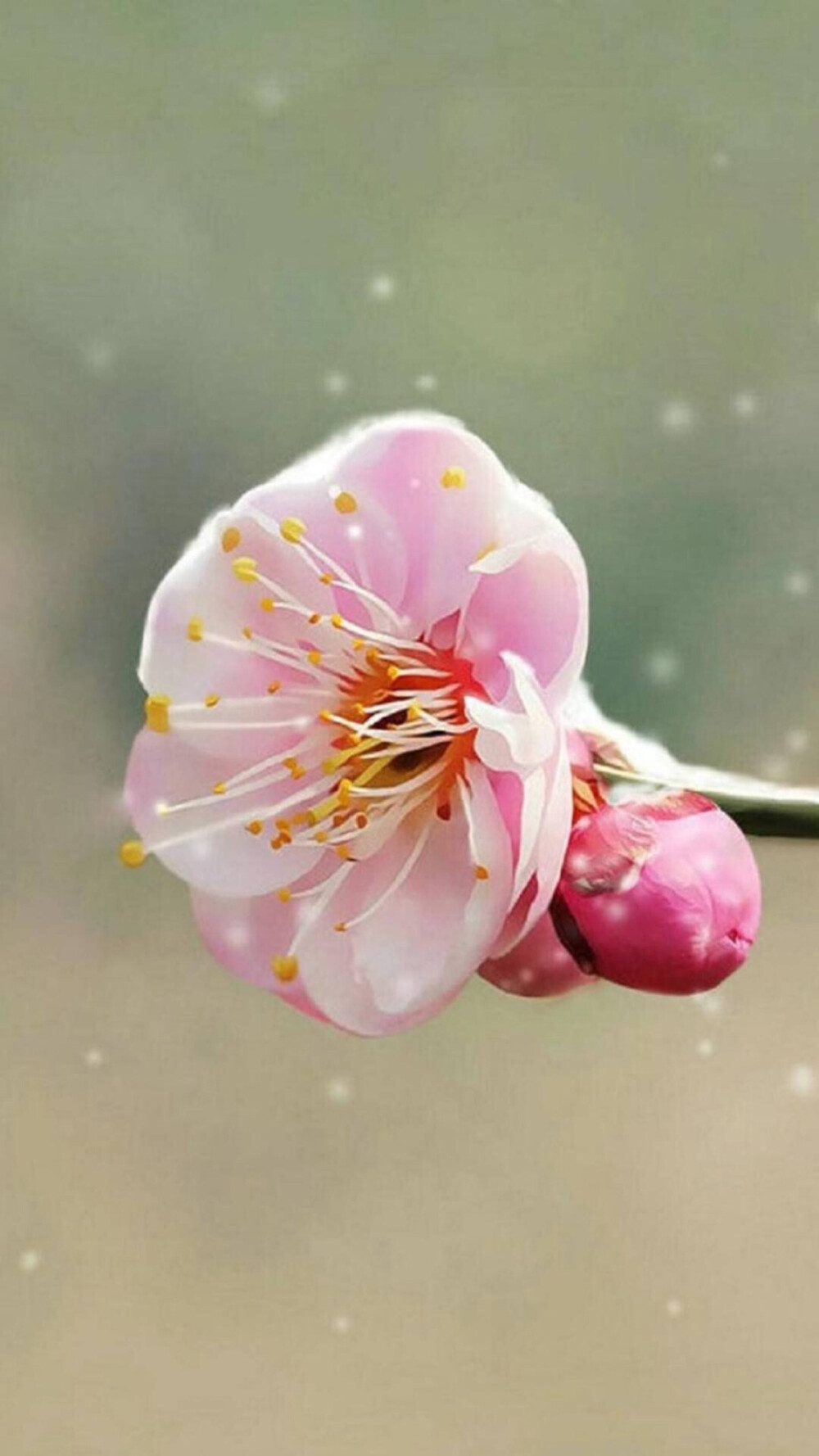 韵华，那片我们不期而遇的樱树林，如今，又是细雨蒙蒙。雨谢樱花，凋落的不只是眼泪。花瓣纷纷繁繁，默默地随风飘散，淹没的也不仅是迷茫的眼睛，还有被淋得湿淋淋的心情。久久的，人也僵硬地枯木一样站在那里