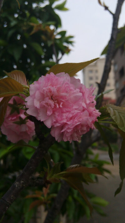 榆叶梅。syl。榆叶梅(学名:Amygdalus triloba)，又叫小桃红，因其叶片像榆树叶，花朵酷似梅花而得名。为灌木稀小乔木，高2-3米;枝条开展，具多数短小枝;小枝灰色，一年生枝灰褐色，无毛或幼时微被短柔毛;冬芽短小，…