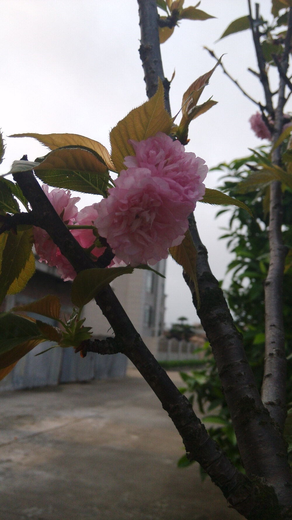 榆叶梅。syl。榆叶梅(学名:Amygdalus triloba)，又叫小桃红，因其叶片像榆树叶，花朵酷似梅花而得名。为灌木稀小乔木，高2-3米;枝条开展，具多数短小枝;小枝灰色，一年生枝灰褐色，无毛或幼时微被短柔毛;冬芽短小，长2-3毫米。
枝紫褐色，叶宽椭圆形至倒卵形，先端3裂状，缘有不等的粗重锯齿;花单瓣至重瓣，紫红色，1~2朵生于叶腋，花期4月;核果红色，近球形，有毛。果熟期8月。