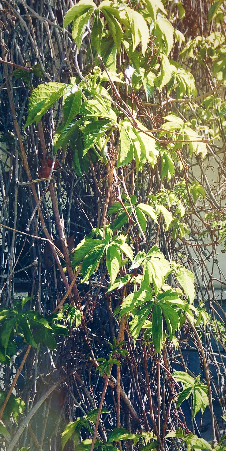 阳光很好练车回来的路上喜欢的不知道叫什么名字的藤蔓已经长这么大了