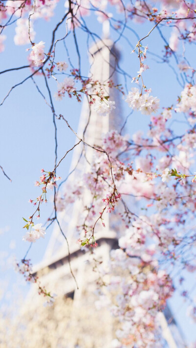 樱花与铁塔