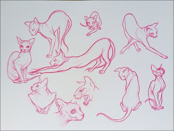 Sphynx cat sketches: