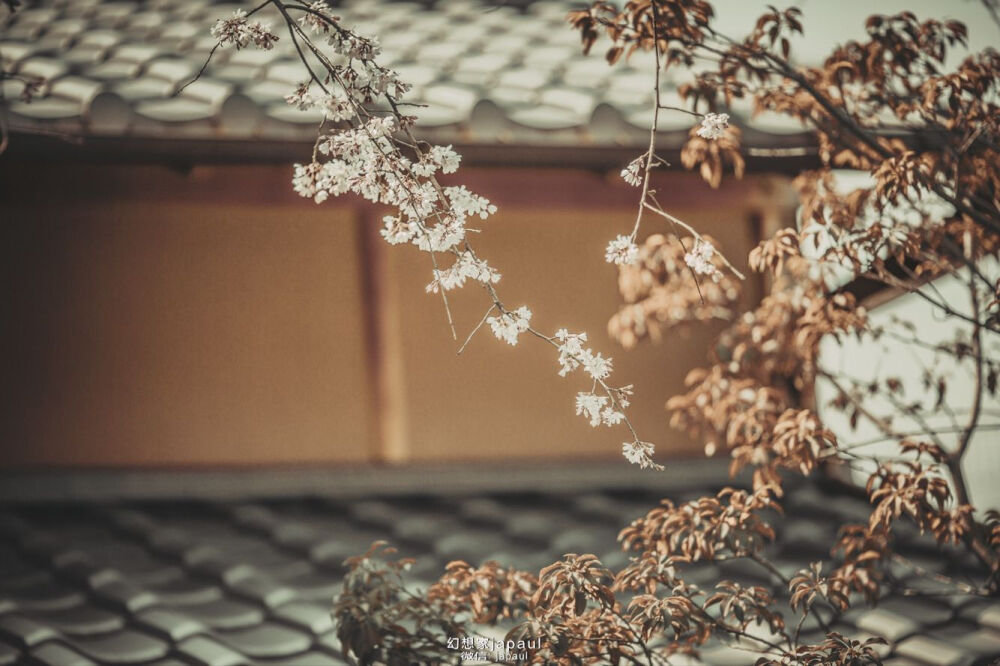 下鸭神社是京都最古老的神社之一，而单从外观却很难看出其老旧，神社的殿堂和中央舞台都以深咖色为主，尽显其古朴素雅。