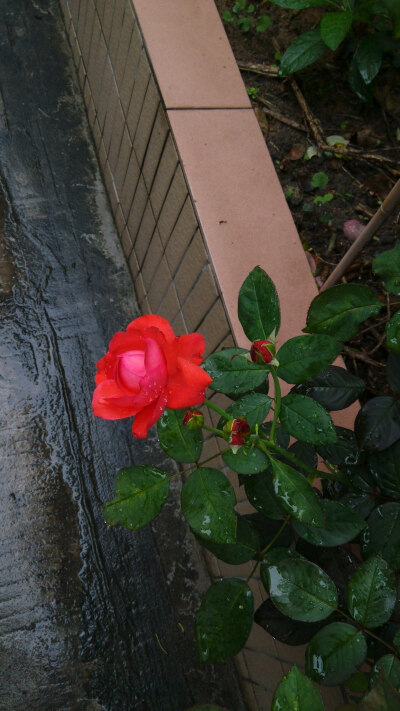 雨后的玫瑰。还有雨滴在上面。syl