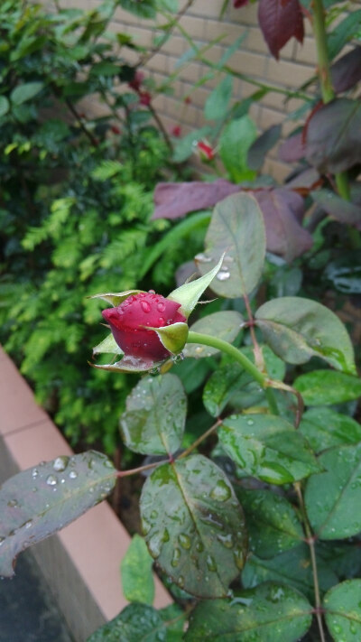 雨后的玫瑰。还有雨滴在上面。syl