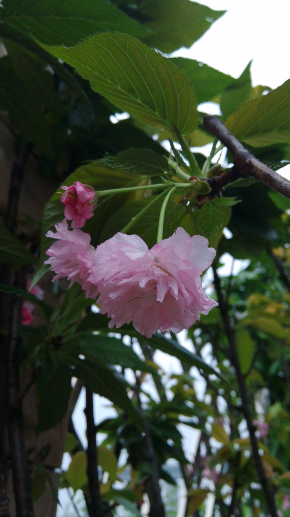 雨后的榆叶梅。还有雨滴在上面。syl。榆叶梅(学名:Amygdalus triloba)，又叫小桃红，因其叶片像榆树叶，花朵酷似梅花而得名。为灌木稀小乔木，高2-3米;枝条开展，具多数短小枝;小枝灰色，一年生枝灰褐色，无毛或幼时微被短柔毛;冬芽短小，长2-3毫米。
枝紫褐色，叶宽椭圆形至倒卵形，先端3裂状，缘有不等的粗重锯齿;花单瓣至重瓣，紫红色，1~2朵生于叶腋，花期4月;核果红色，近球形，有毛。果熟期8月。