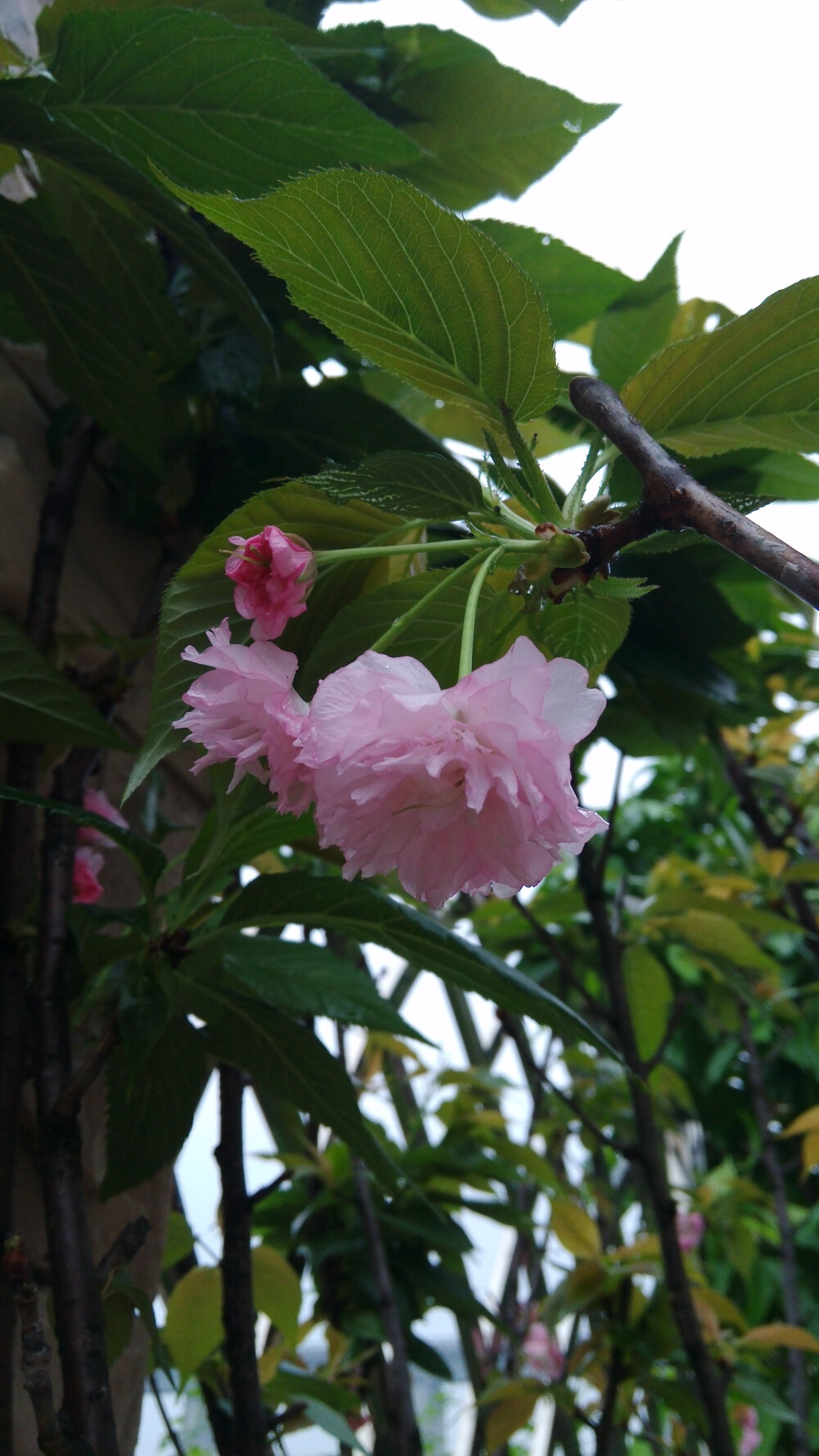 雨后的榆叶梅。还有雨滴在上面。syl。榆叶梅(学名:Amygdalus triloba)，又叫小桃红，因其叶片像榆树叶，花朵酷似梅花而得名。为灌木稀小乔木，高2-3米;枝条开展，具多数短小枝;小枝灰色，一年生枝灰褐色，无毛或幼时微被短柔毛;冬芽短小，长2-3毫米。
枝紫褐色，叶宽椭圆形至倒卵形，先端3裂状，缘有不等的粗重锯齿;花单瓣至重瓣，紫红色，1~2朵生于叶腋，花期4月;核果红色，近球形，有毛。果熟期8月。