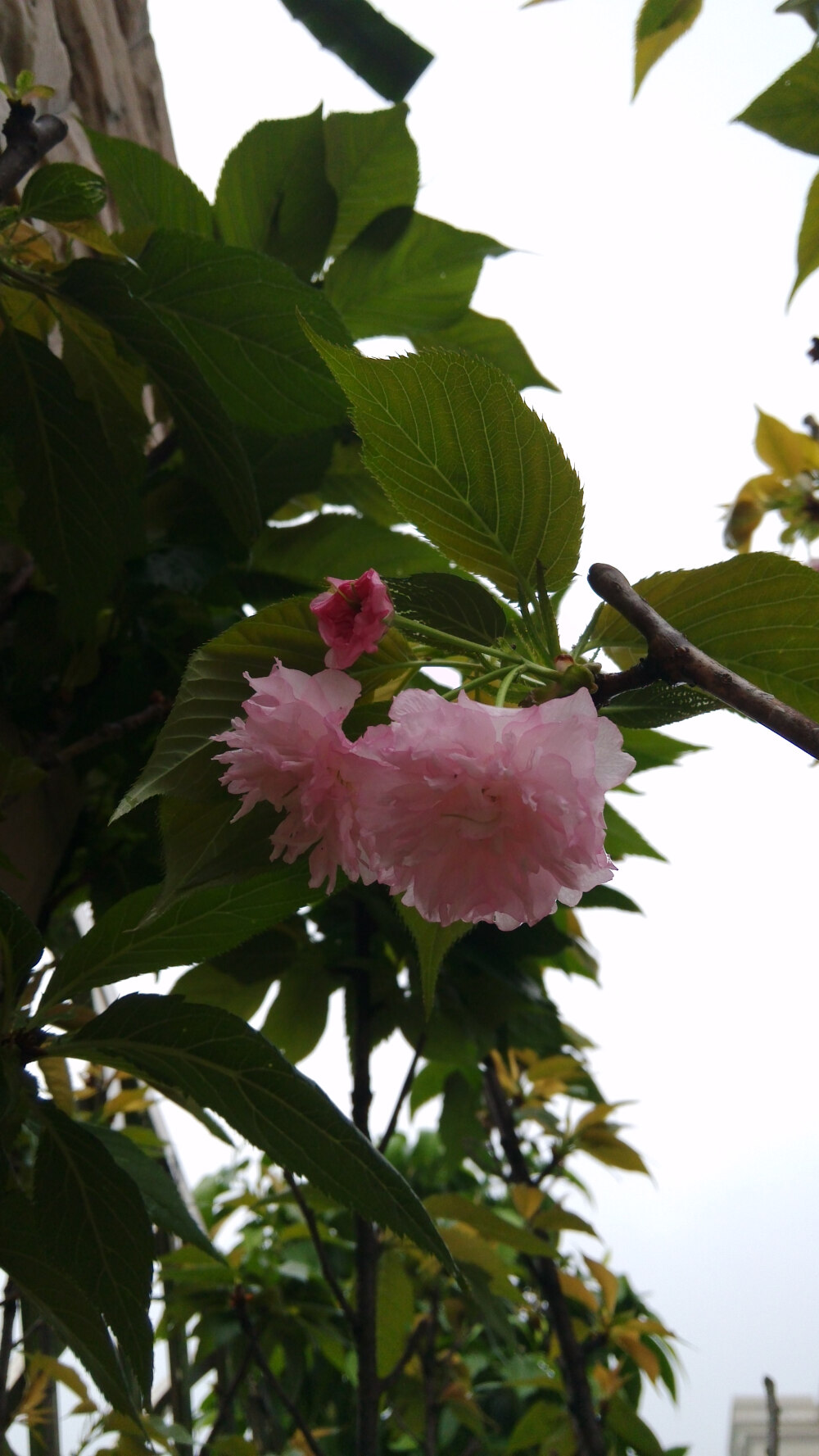 雨后的榆叶梅。还有雨滴在上面。syl。榆叶梅(学名:Amygdalus triloba)，又叫小桃红，因其叶片像榆树叶，花朵酷似梅花而得名。为灌木稀小乔木，高2-3米;枝条开展，具多数短小枝;小枝灰色，一年生枝灰褐色，无毛或幼时微被短柔毛;冬芽短小，长2-3毫米。
枝紫褐色，叶宽椭圆形至倒卵形，先端3裂状，缘有不等的粗重锯齿;花单瓣至重瓣，紫红色，1~2朵生于叶腋，花期4月;核果红色，近球形，有毛。果熟期8月。