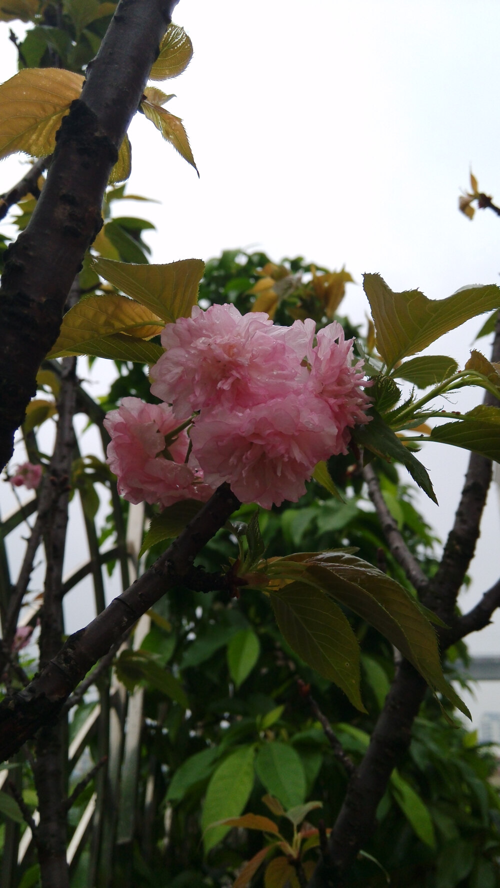 雨后的榆叶梅。还有雨滴在上面。syl。榆叶梅(学名:Amygdalus triloba)，又叫小桃红，因其叶片像榆树叶，花朵酷似梅花而得名。为灌木稀小乔木，高2-3米;枝条开展，具多数短小枝;小枝灰色，一年生枝灰褐色，无毛或幼时微被短柔毛;冬芽短小，长2-3毫米。
枝紫褐色，叶宽椭圆形至倒卵形，先端3裂状，缘有不等的粗重锯齿;花单瓣至重瓣，紫红色，1~2朵生于叶腋，花期4月;核果红色，近球形，有毛。果熟期8月。